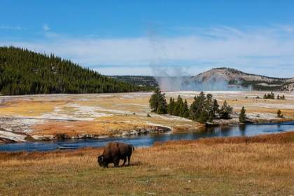 Picture of YELLOWSTONE NATIONAL PARK-USA-WYOMING BUFFALO AND OLD FAITHFUL