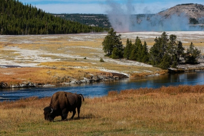 Picture of YELLOWSTONE NATIONAL PARK-USA-WYOMING BUFFALO AND OLD FAITHFUL