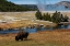 Picture of YELLOWSTONE NATIONAL PARK-USA-WYOMING BUFFALO AND OLD FAITHFUL