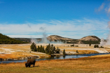 Picture of YELLOWSTONE NATIONAL PARK-USA-BISON-BUFFALO-STEAM-OLD FAITHFUL-YELLOWSTONE RIVER
