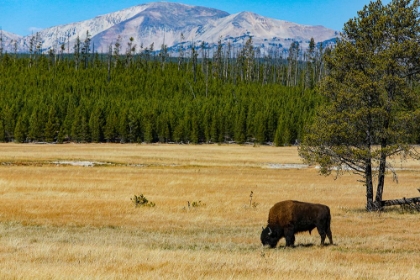 Picture of YELLOWSTONE NATIONAL PARK-WYOMING-USA BUFFALO