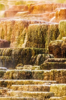 Picture of TRAVERTINE TERRACES AT MINERVA SPRING-MAMMOTH HOT SPRINGS-YELLOWSTONE NATIONAL PARK-WYOMING-USA