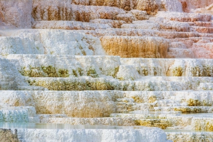 Picture of TRAVERTINE TERRACES AT MINERVA SPRING-MAMMOTH HOT SPRINGS-YELLOWSTONE NATIONAL PARK-WYOMING-USA