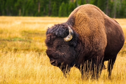 Picture of BISON-YELLOWSTONE NATIONAL PARK-WYOMING-USA