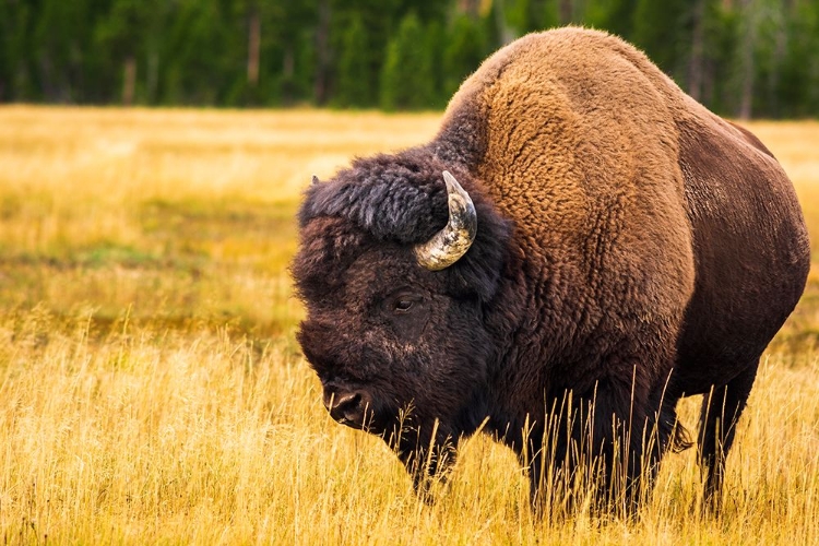 Picture of BISON-YELLOWSTONE NATIONAL PARK-WYOMING-USA