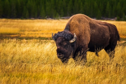 Picture of BISON-YELLOWSTONE NATIONAL PARK-WYOMING-USA