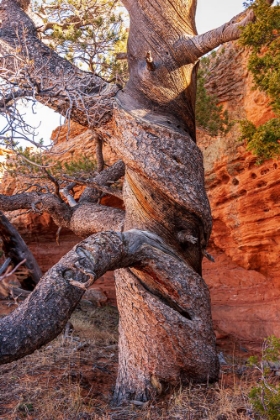 Picture of USA-WYOMING-GNARLED AND TWISTED PINE TREE