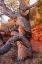 Picture of USA-WYOMING-GNARLED AND TWISTED PINE TREE