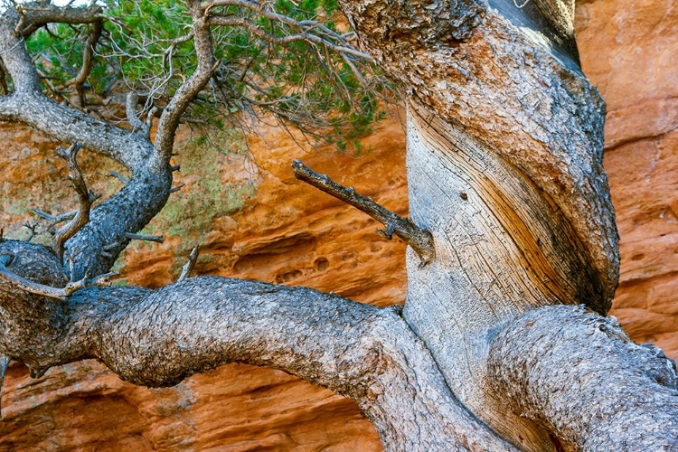 Picture of USA-WYOMING-GNARLED AND TWISTED PINE TREE