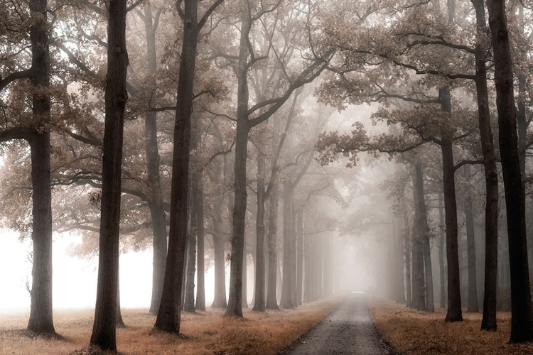 Picture of MISTY ROAD