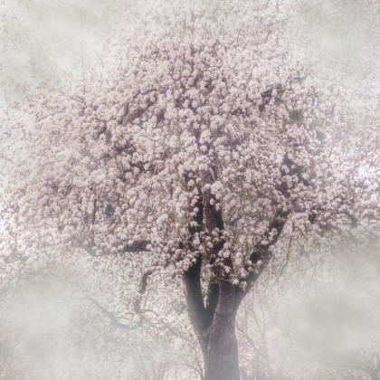 Picture of BLOSSOMS OF SPRING III