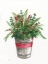 Picture of WINTER GREENS