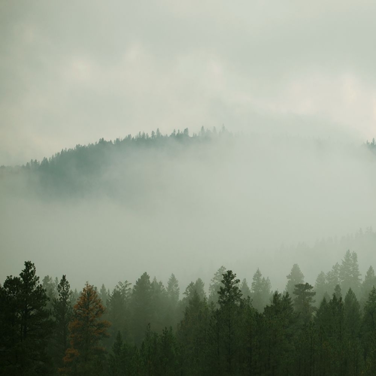 Picture of VERDANT COUNTRY I