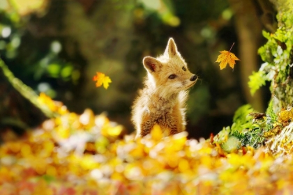 Picture of FALLING LEAVES FOX