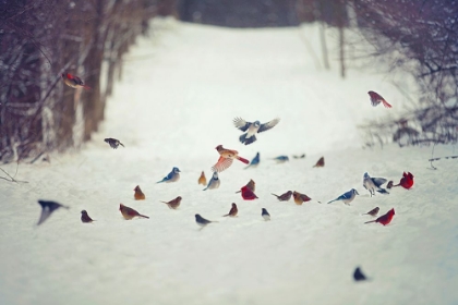 Picture of FEATHERED FRIENDS BIRDS IN SNOW