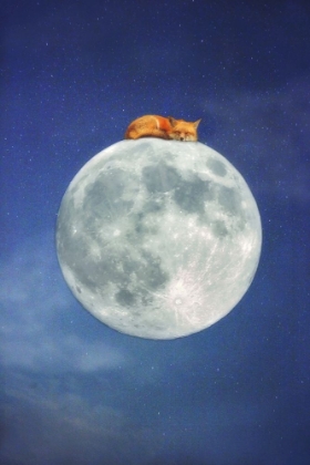Picture of FOX SLEEPING ON MOON
