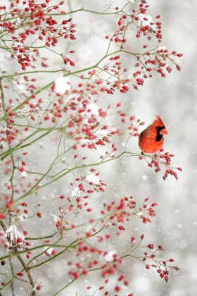 Picture of RED CARDINAL IN THE RED BERRIES