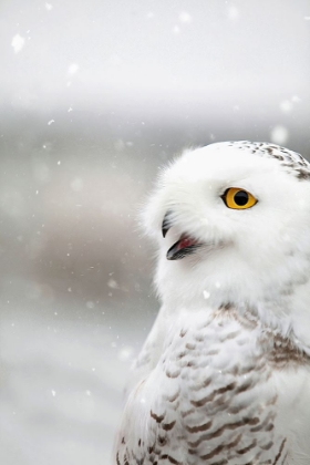 Picture of SNOWY OWL IN THE SNOW