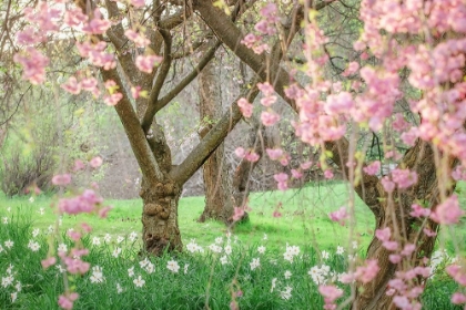 Picture of SPRINGTIME FAIRYTALE CHERRY TREE