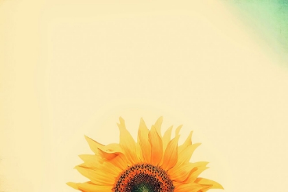 Picture of SUNFLOWER SUNRISE