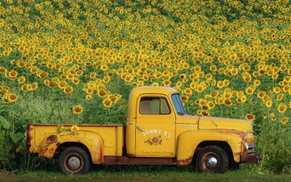 Picture of YELLOW VINTAGE SUNFLOWER TRUCK