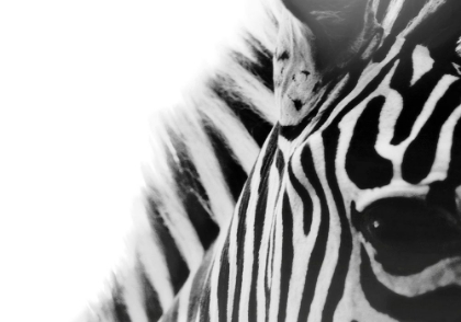 Picture of ZEBRA EYE