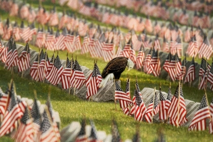 Picture of THE FINAL SALUTE - BLAD EAGLE