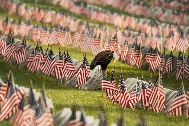 Picture of THE FINAL SALUTE - BLAD EAGLE