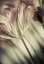Picture of WHITE STARGAZERS 1