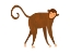 Picture of MONKEY