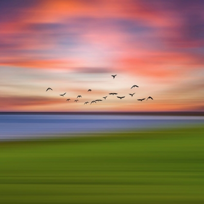 Picture of BIRDS IN THE SUNSET