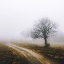 Picture of LONELY TREE IN THE MIST
