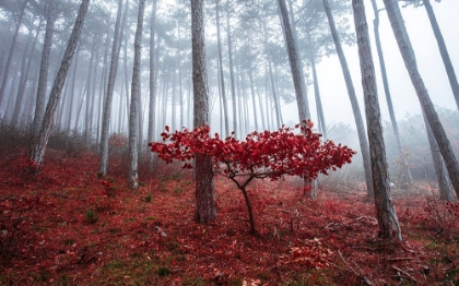 Picture of MISTY AUTUMN