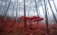 Picture of MISTY AUTUMN