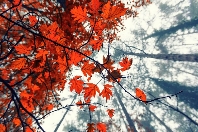 Picture of RED AUTUMN LEAVES