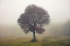 Picture of TREE IN THE MIST