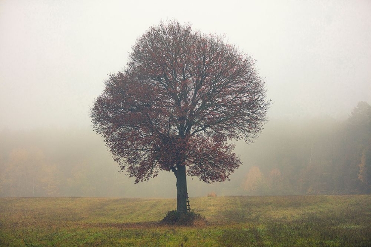Picture of TREE IN THE MIST