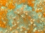 Picture of COLORMOODS:BROOMBLOOMS6