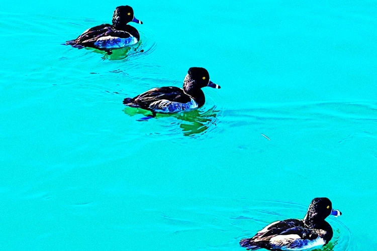 Picture of COLORMOODS:DUCKS2