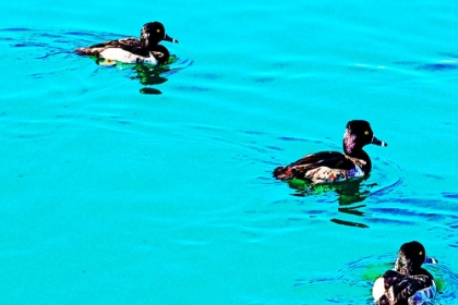 Picture of COLORMOODS:DUCKS4