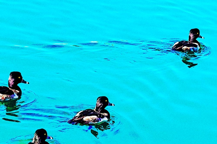 Picture of COLORMOODS:DUCKS5