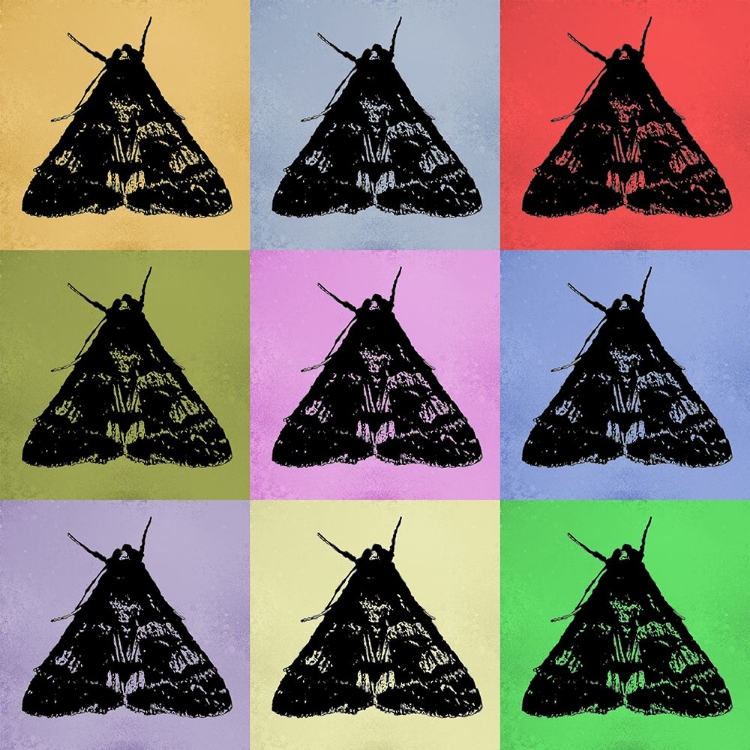 Picture of COLORMOODS:MOTH1