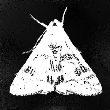 Picture of COLORMOODS:MOTH2