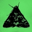 Picture of COLORMOODS:MOTH3