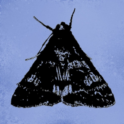 Picture of COLORMOODS:MOTH5