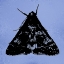 Picture of COLORMOODS:MOTH5