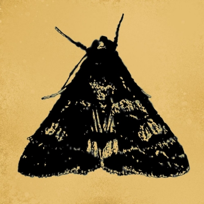 Picture of COLORMOODS:MOTH6