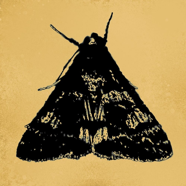 Picture of COLORMOODS:MOTH6