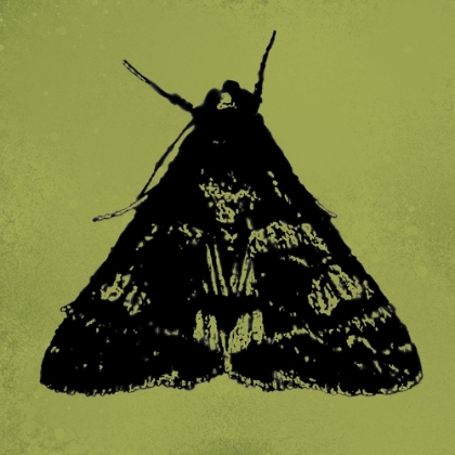 Picture of COLORMOODS:MOTH7