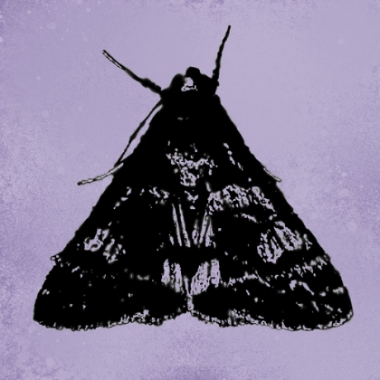 Picture of COLORMOODS:MOTH8